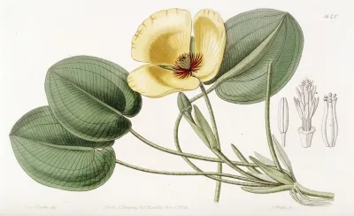 Humboldts Limnocharis