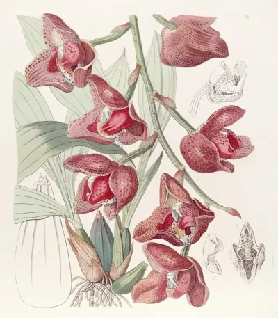 Humboldts Peristeria