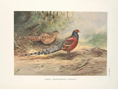 Humes Barred Necked Pheasant Syrmaticus Humiae Humiae