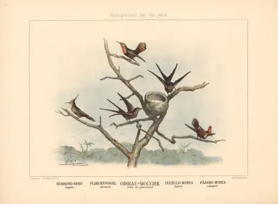 Humming Bird
