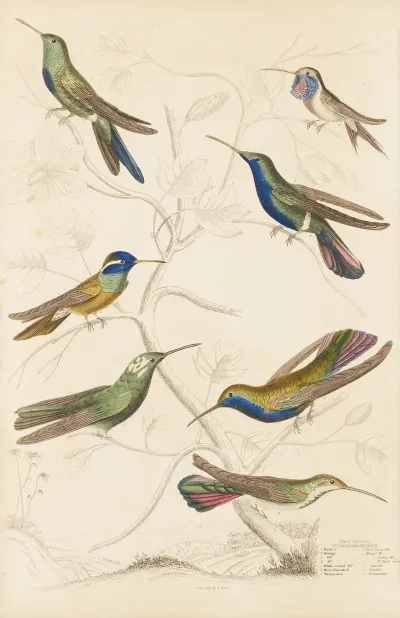Humming Birds 3