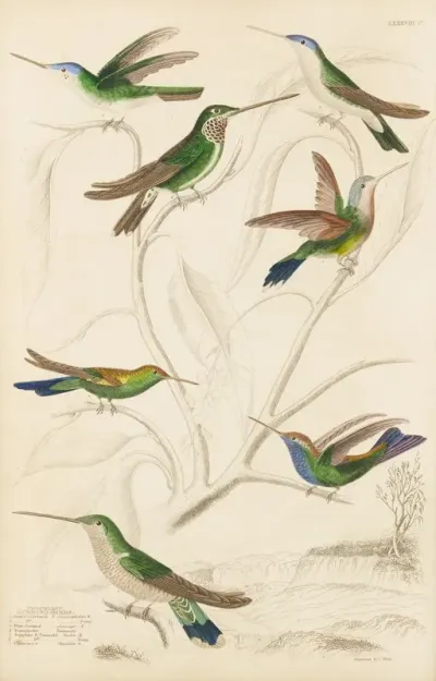 Humming Birds 4
