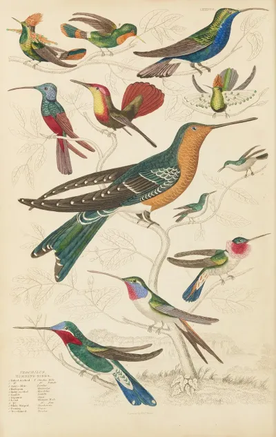 Humming Birds