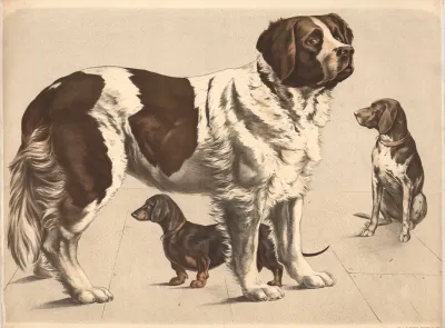 Hund Canis Familiaris Bernhardiner Dachshund Huhnerhund