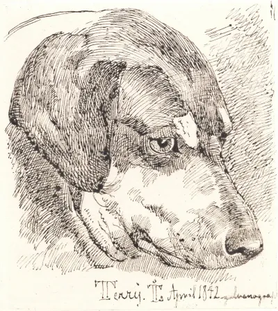 Hundehoved Terry