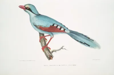 Hunting Crow Kitta Venatorius
