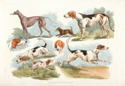 Hunting Dogs 4