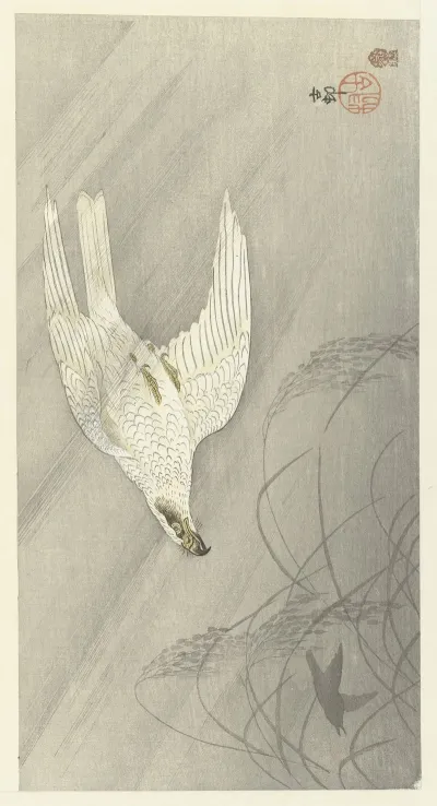 Hunting Hawk