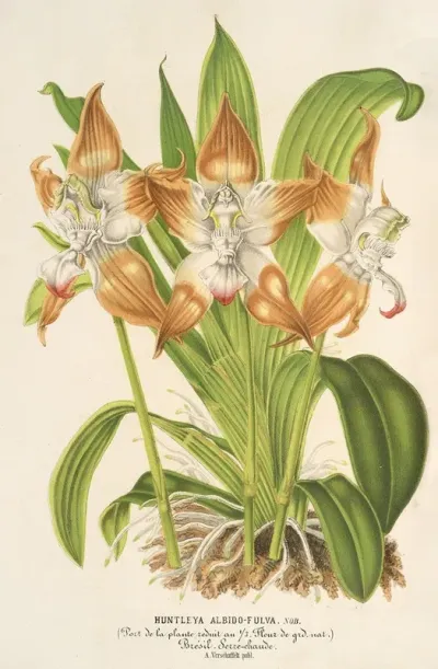 Huntleya Albido Fulva