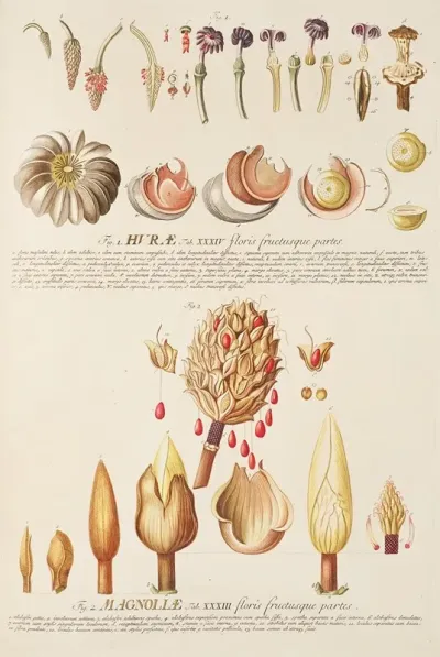 Hurae Magnoliae