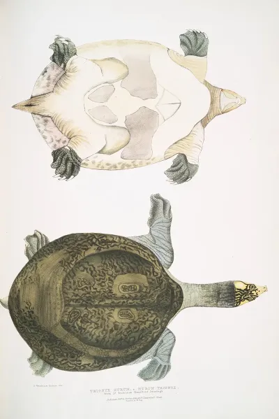 Hurum Trionyx Trionyx Hurum
