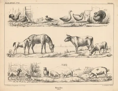 Huusdyr No 1