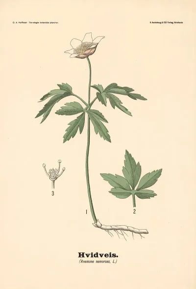 Hvidveis Anemone Nemorosa L