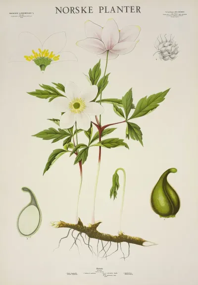 Hvitveis