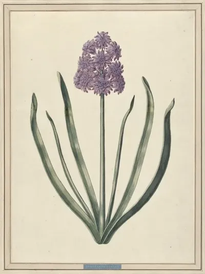 Hyacint Charmante Violet