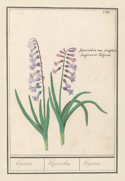 Hyacint Hyacinthus Orientalis Hijacint Hijacinthus Hijacinte
