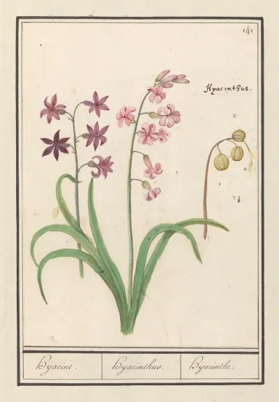 Hyacint Hyacinthus Orientalis Hijacint Hijacinthus Hyacinthe