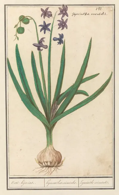 Hyacint Hyacinthus Orientalis Oost Hijacint Hyacinthus Orientalis Hyacinthe Orientale