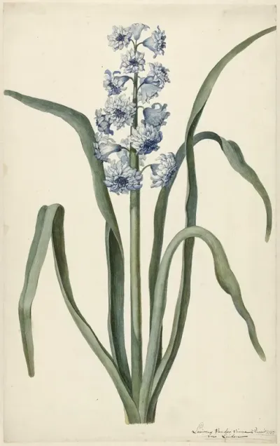 Hyacint