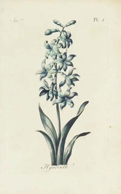 Hyacinth 2