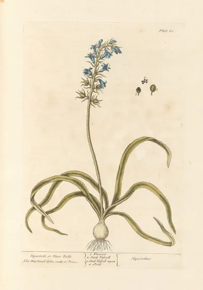 Hyacinth Or Hare Bells