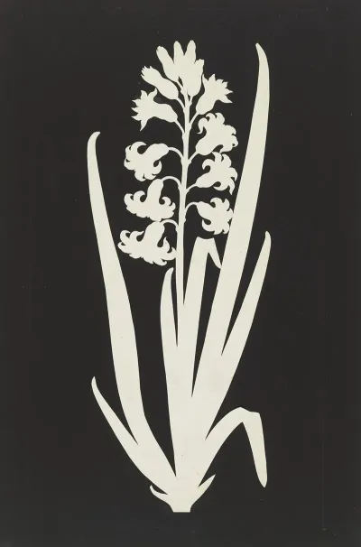 Hyacinth
