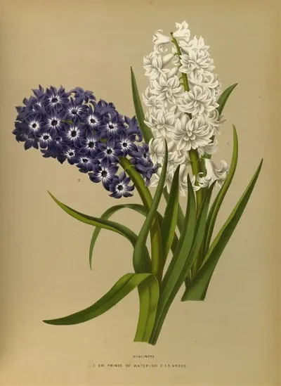 Hyacinths 10