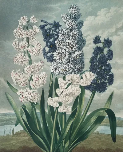 Hyacinths 14