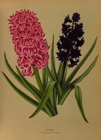 Hyacinths 3