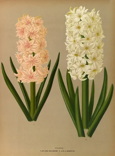 Hyacinths 7