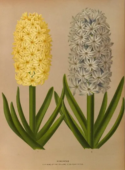 Hyacinths 9