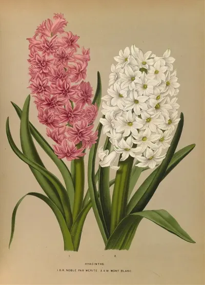 Hyacinths D R Noble Par Merite 2 Sw Mont Blanc
