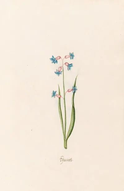 Hyacints 2