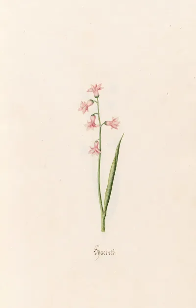 Hyacints 3