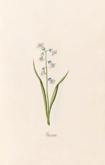 Hyacints 4