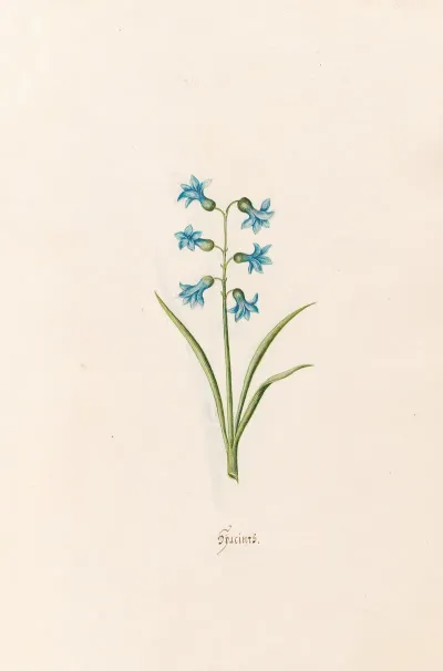 Hyacints 5