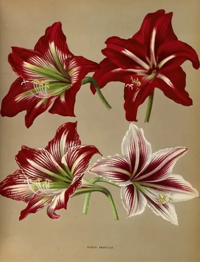 Hybrid Amaryllis