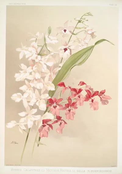 Hybrid Calanthes 1 Victoria Regina 2 Bella 3 Burfordiense