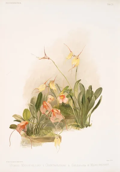 Hybrid Masdevallias 1 Courtauldiana 2 Geleniana 3 Measuresiana