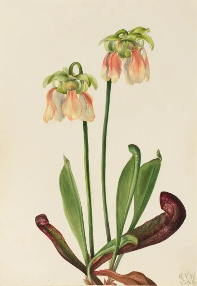 Hybrid Pitcherplant Sarracenia Minor X Psittacina