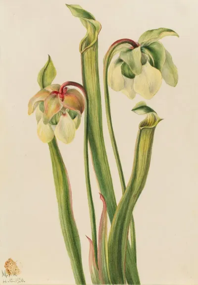 Hybrid Pitcherplant Sarracenia Minor