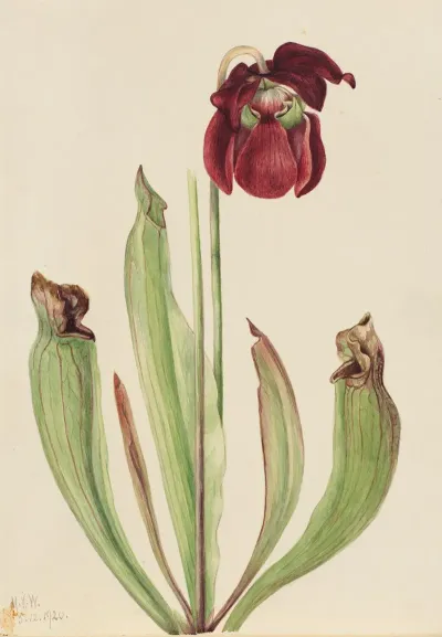Hybrid Pitcherplant Sarracenia Rubra Xs Purpurea Venosa
