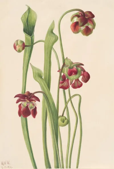 Hybrid Pitcherplant