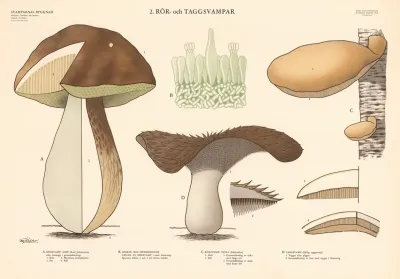 Hydnoid Tooth Fungi
