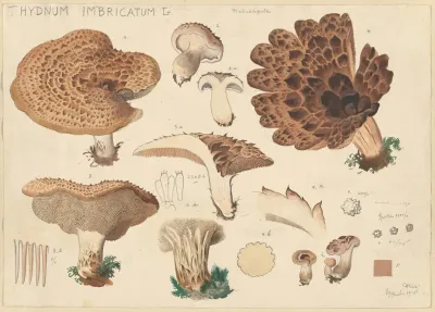 Hydnum Imbricatus L