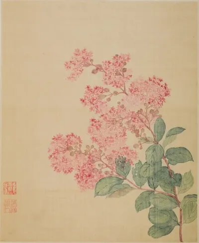 Hydrangea