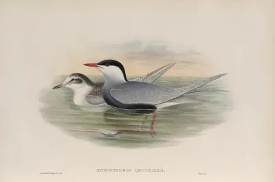 Hydrochelidon Leucopareia Whiskered Tern