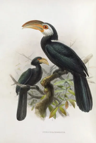 Hydrocissa Exarhatus