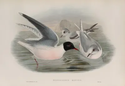 Hydrocoloeus Minutus Little Gull