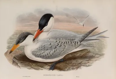 Hydroprogne Caspia Caspian Tern